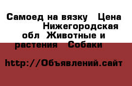 Самоед на вязку › Цена ­ 5 000 - Нижегородская обл. Животные и растения » Собаки   